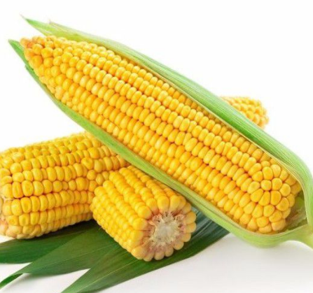 玉米振動(dòng)篩如何選擇?